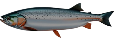 Salmon
