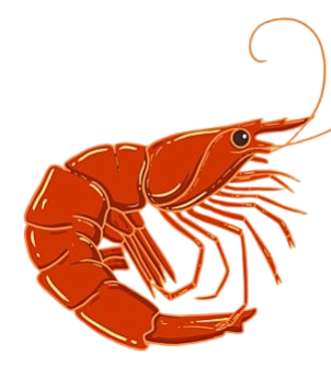 Udang